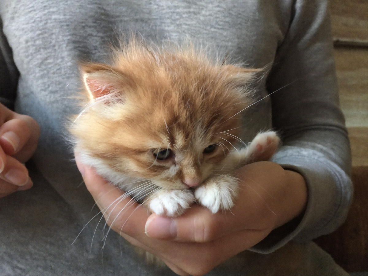 The immune gap: the window nobody warns pet parents about