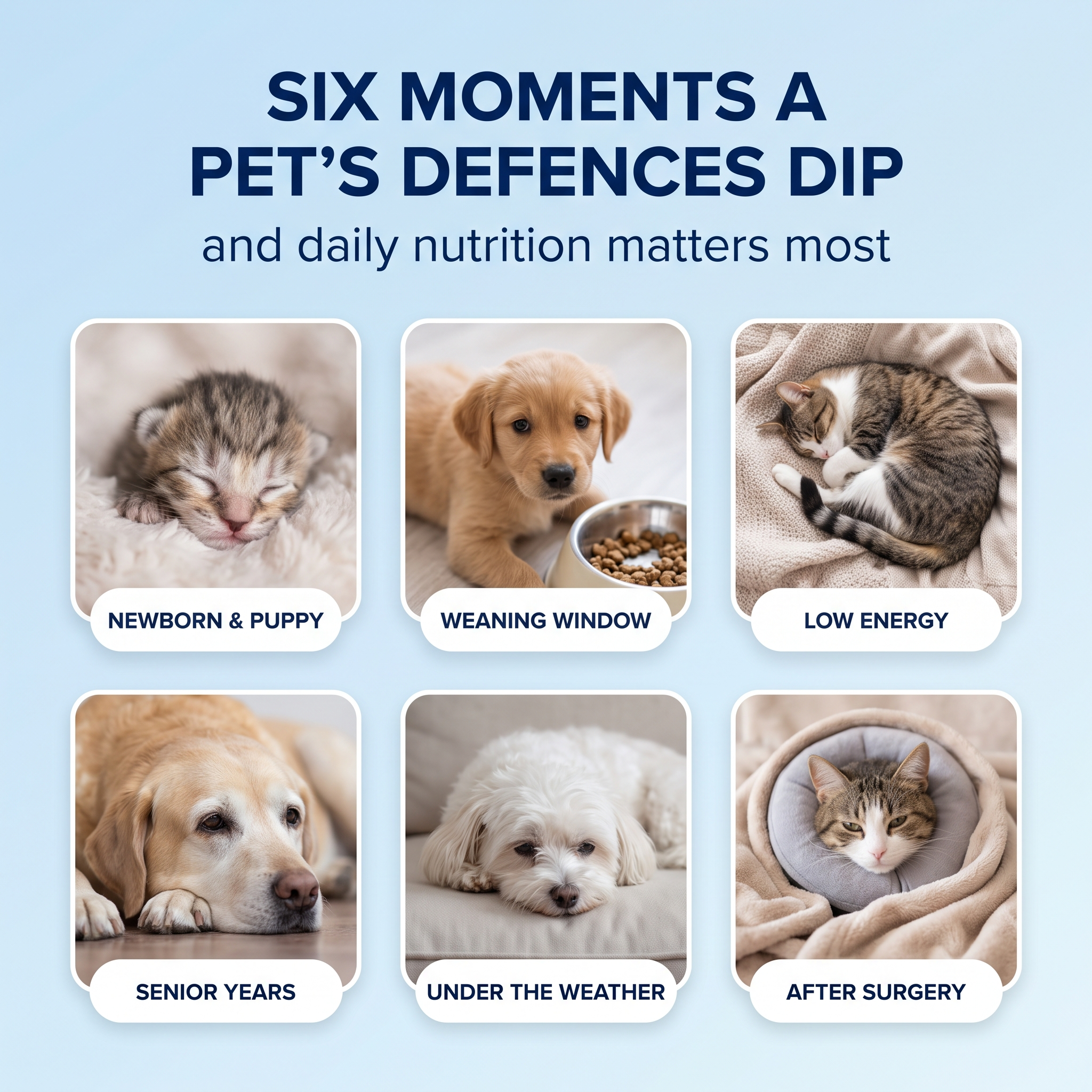 Six moments a pet's defences dip